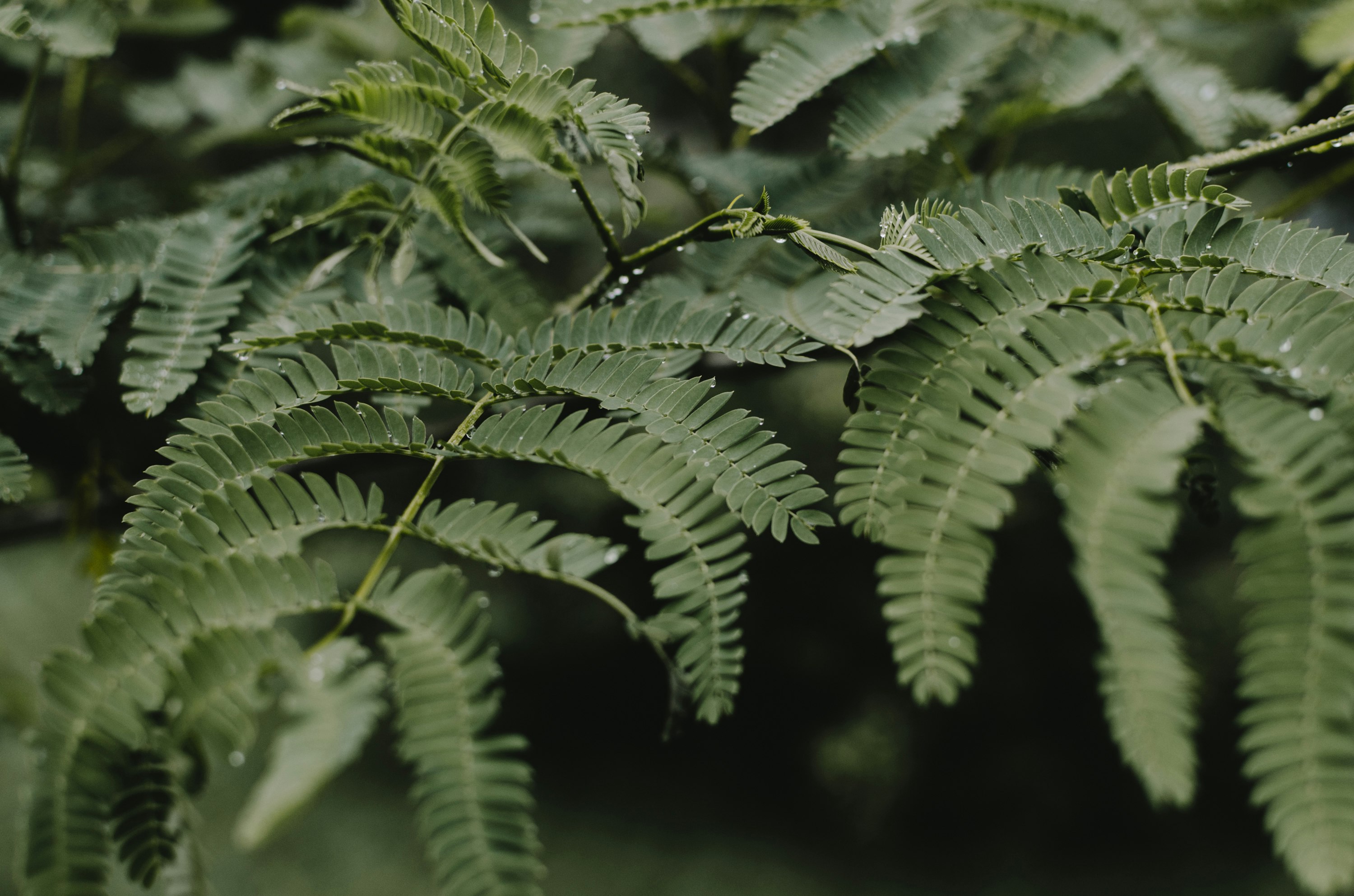 selective focus photography of green leaves on branch